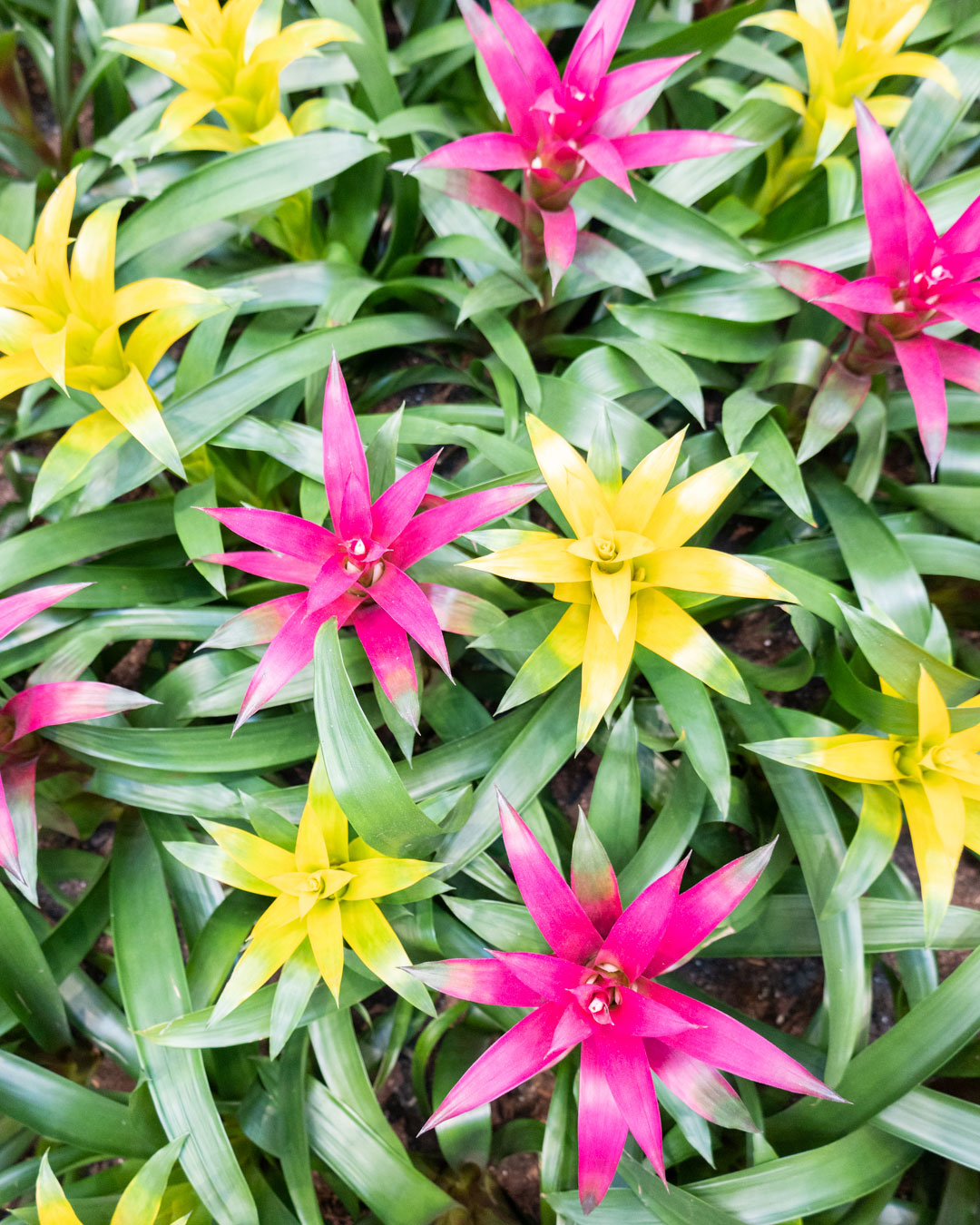 CenterPark at NorthPark Center (Dallas TX). Terraced flower beds