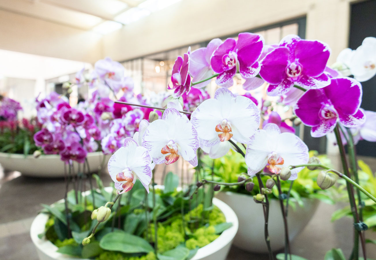 NorthPark Center combines flowers and fashion at inaugural garden show