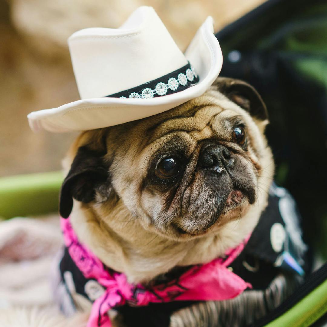 Paw Palooza: Bark & Boogie
