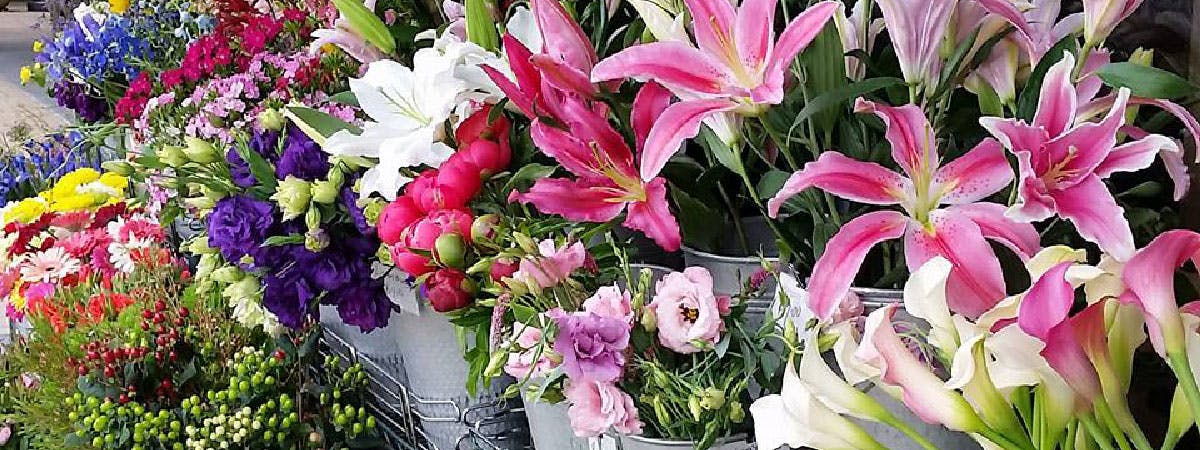 Blossoms & Botanicals