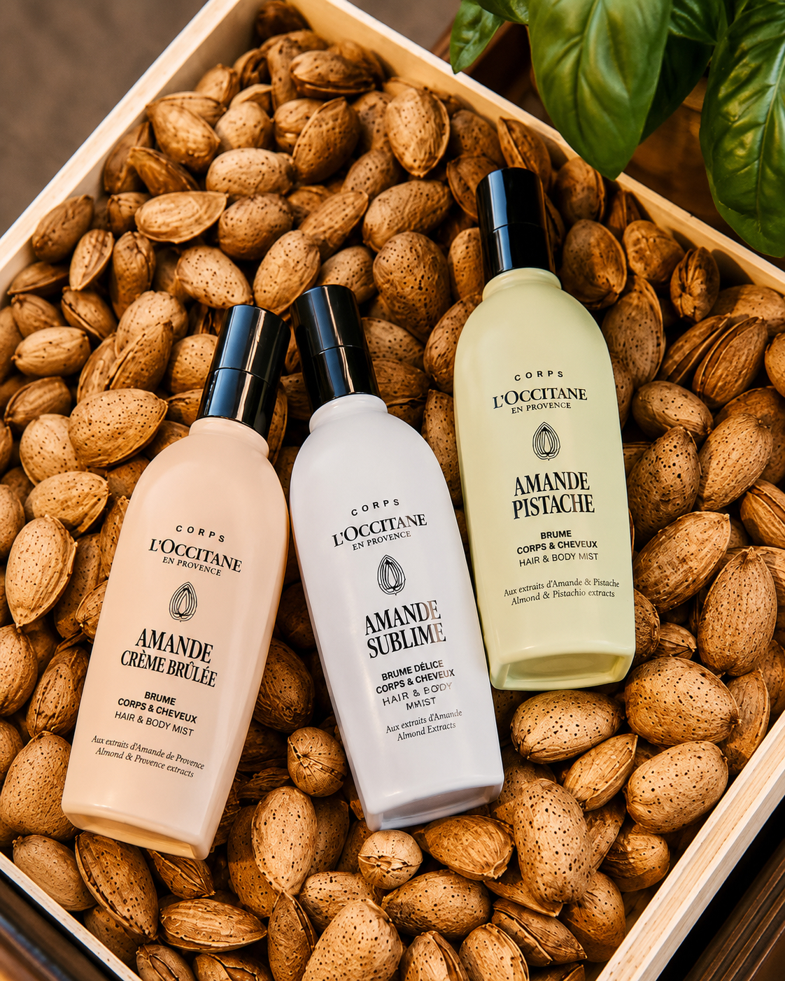 Taste of Provence
