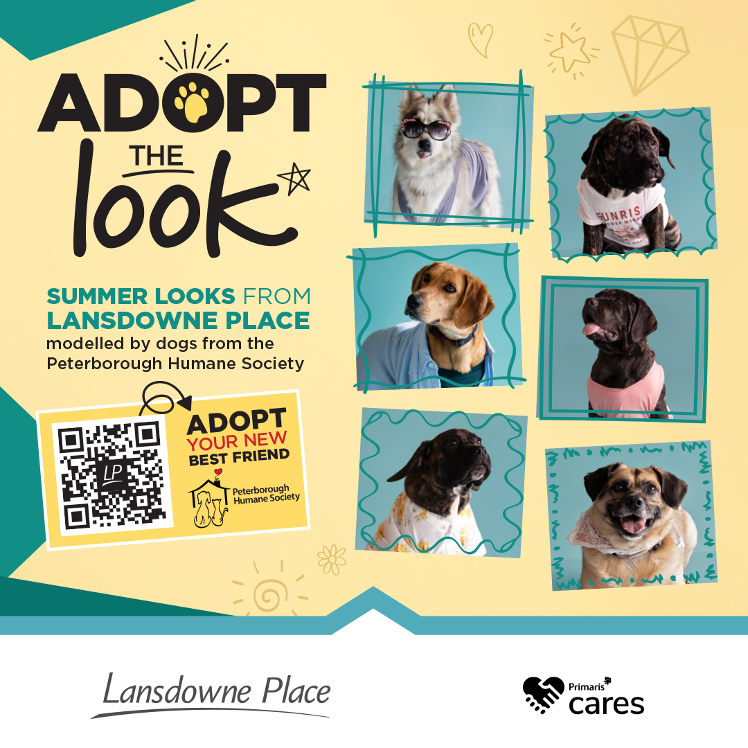 yellow background with 6 images of dogs wearing clothes, text reads adopt the look