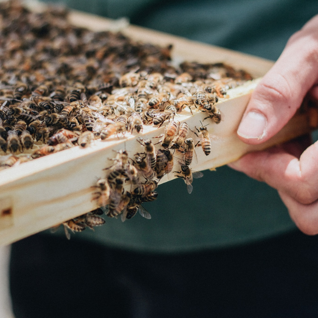 Halifax, Nova Scotia visual data 3